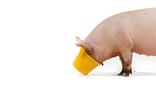 A photo of a pig eating from a yellow bucket. The front cover of The End of Greed book.