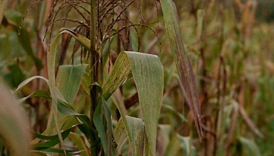 A field of corn