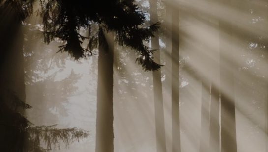 Light streams through trees in the forest