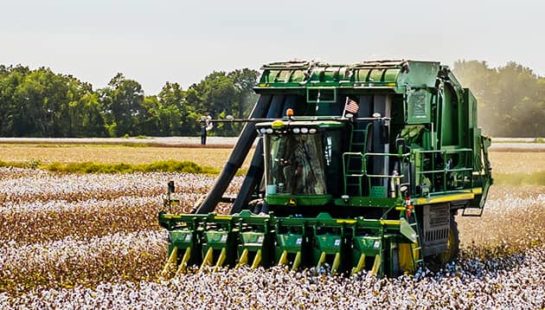 A tractor going through a cotton field