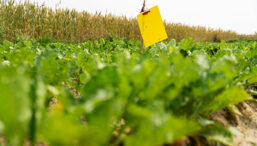 Crops