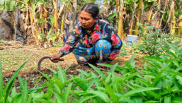 Tending to crops in Cambodia