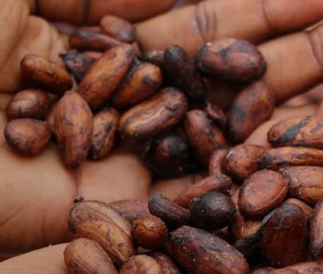 A cluster of cocoa beans in the palm of a person's hands.