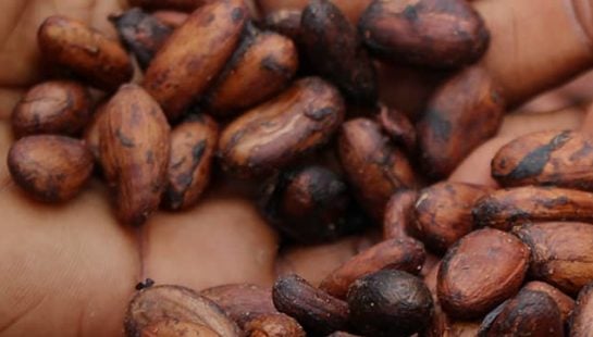 A cluster of cocoa beans in the palm of a person's hands.