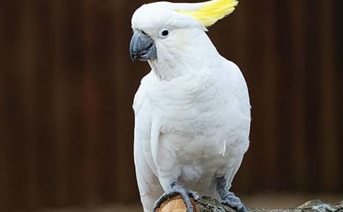 White and yellow bird