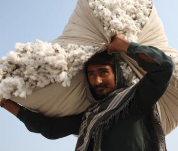 Cotton worker holding bundled up cotton on his shoulders.