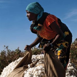 A woman holds onto a bag full of freshly picked cotton.