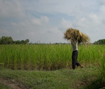 A man stands in a Cambodian field with a bundle of hay on his shoulders.