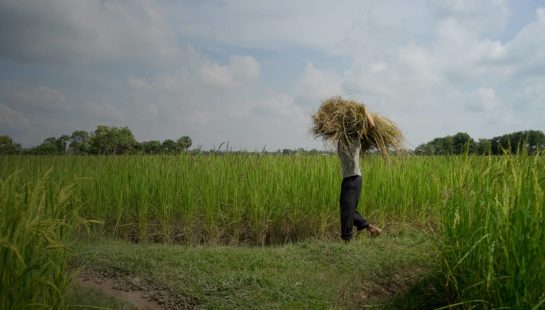 A man stands in a Cambodian field with a bundle of hay on his shoulders.