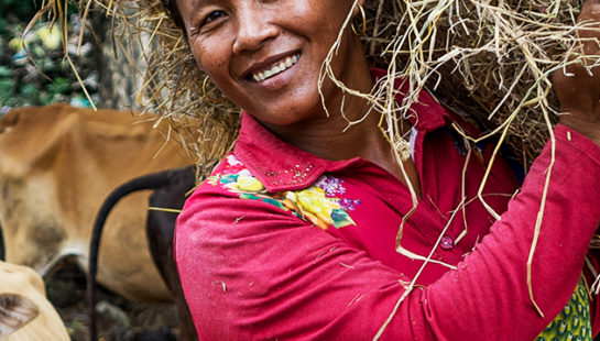 A Cambodian woman holds a bundle of hay on her shoulder