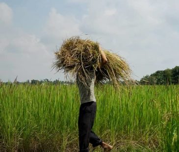 A man holds a bundle of hay on his shoulders