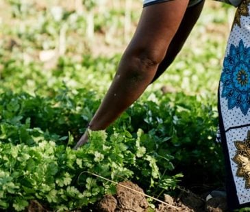 A woman reaches to vegetables planted in the ground