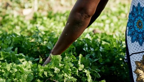 A woman reaches to vegetables planted in the ground