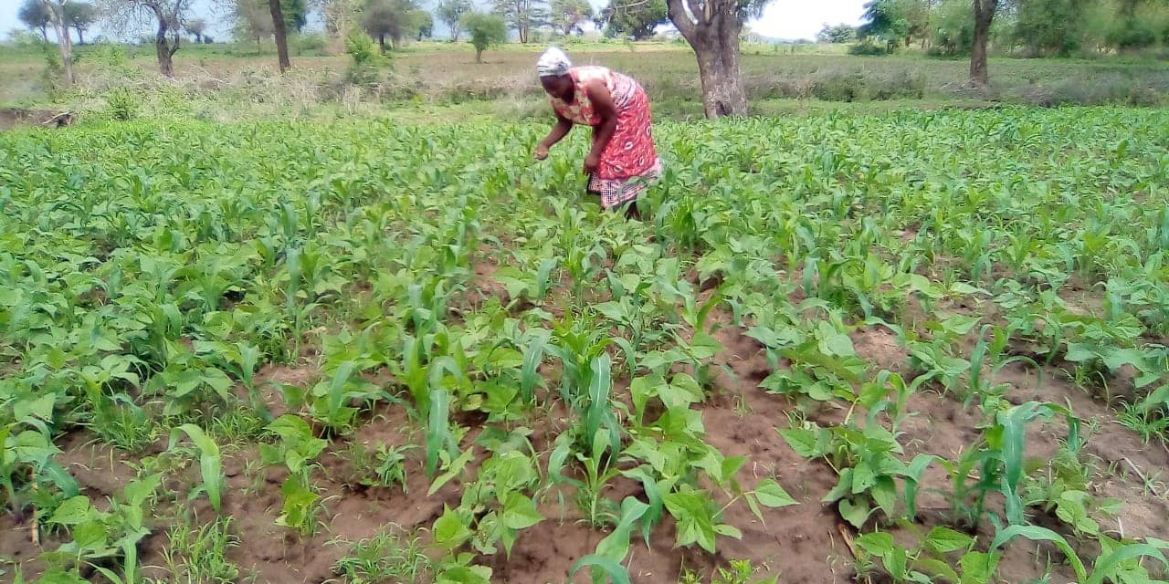A woman tends to her crops