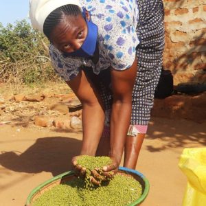 A woman bends over holding mung beans in her hands