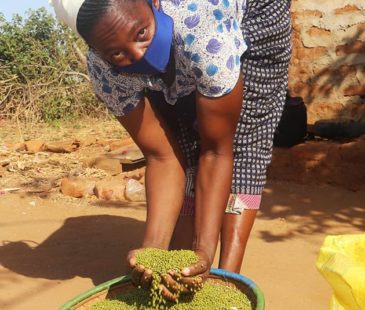 A woman bends over holding mung beans in her hands