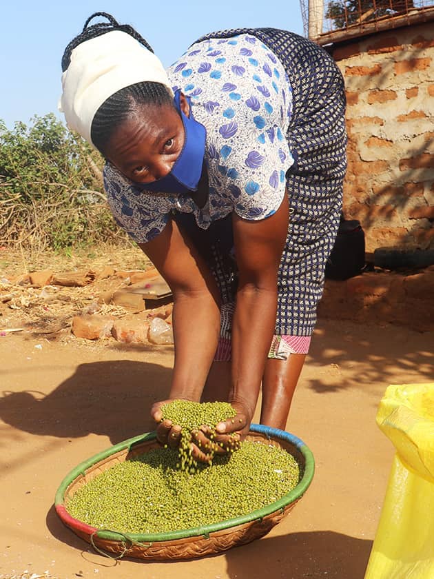 A woman bends over holding mung beans in her hands