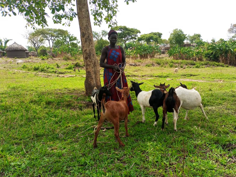 A South Sudanese refugee woman with her goats