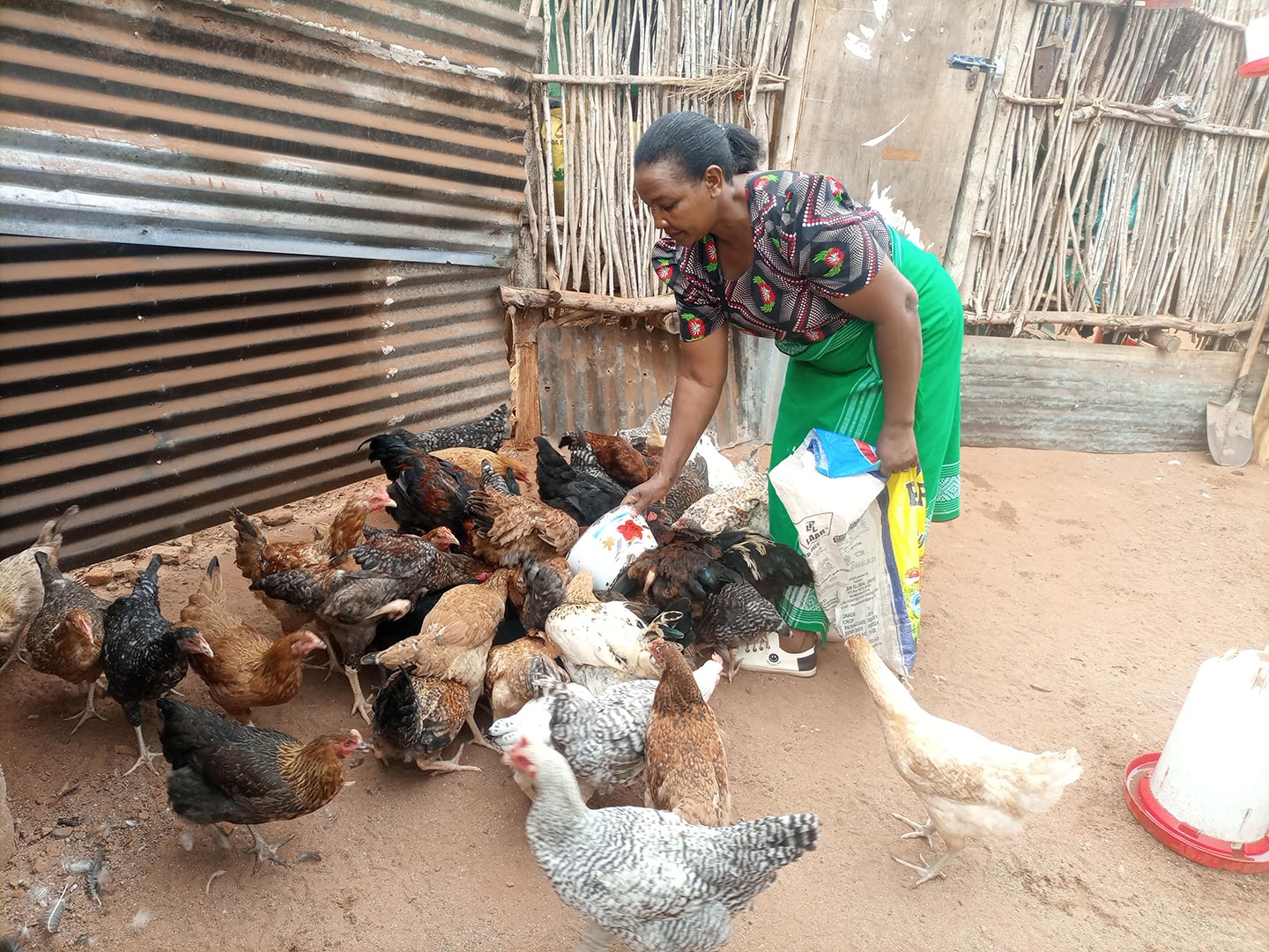A woman feeds her chickens
