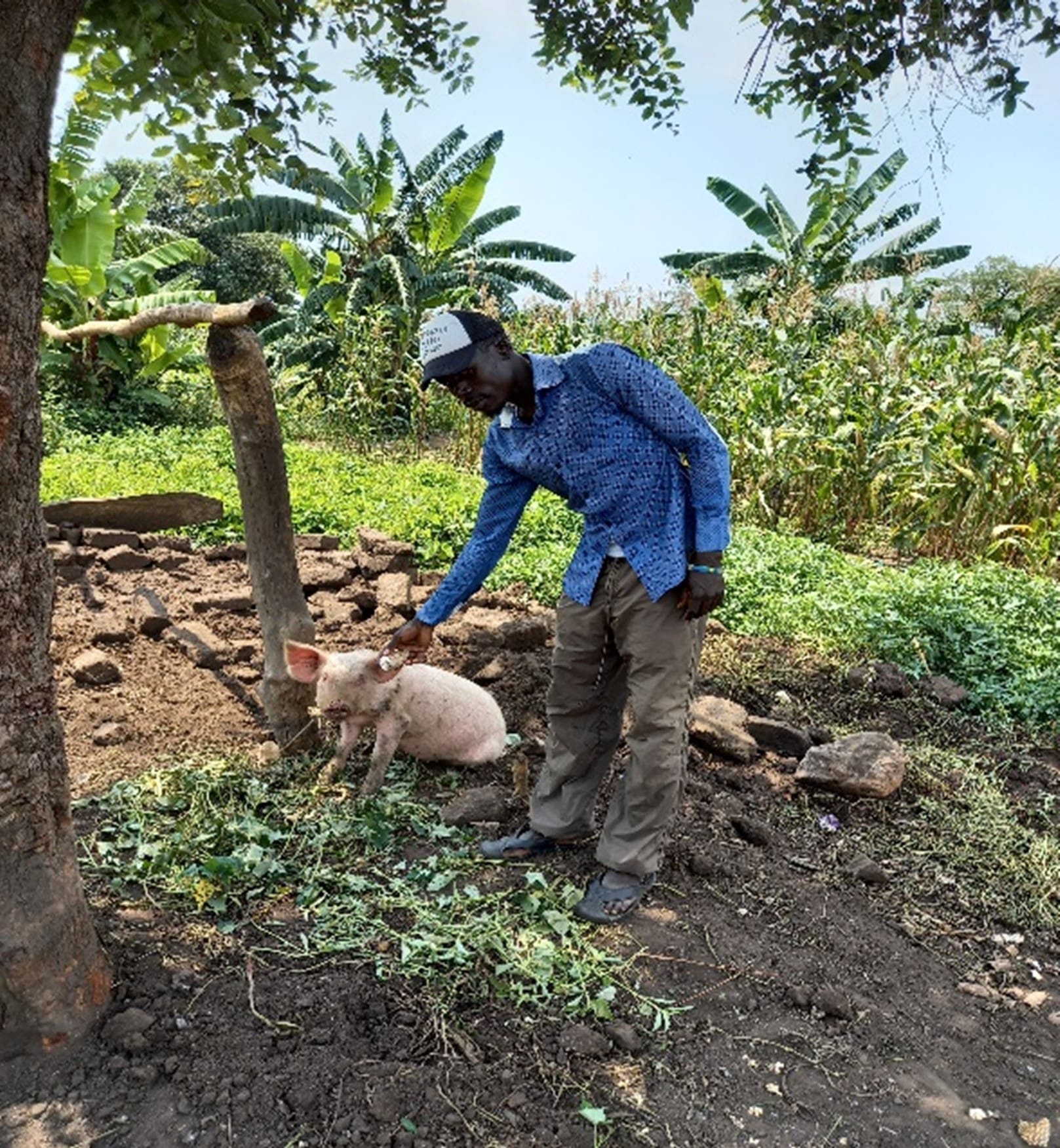A man stands outdoors with a pig