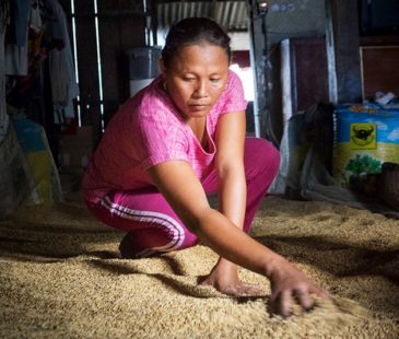 A woman sorts through the grain in her barn