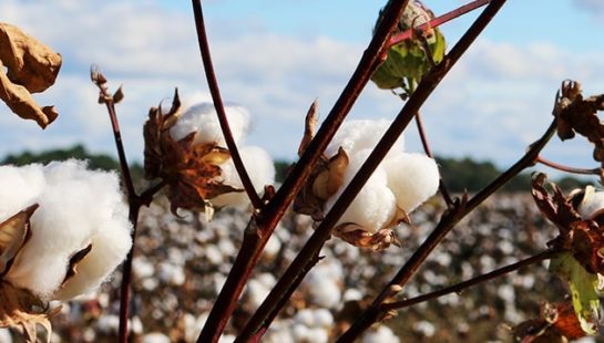 Cotton in a field