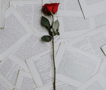 A red rose on a bed of pages