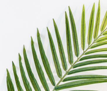 Image of a palm branch to represent Palm Sunday.