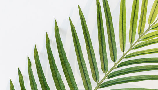 Image of a palm branch to represent Palm Sunday.
