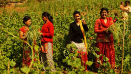 Four women working in a field in Nepal