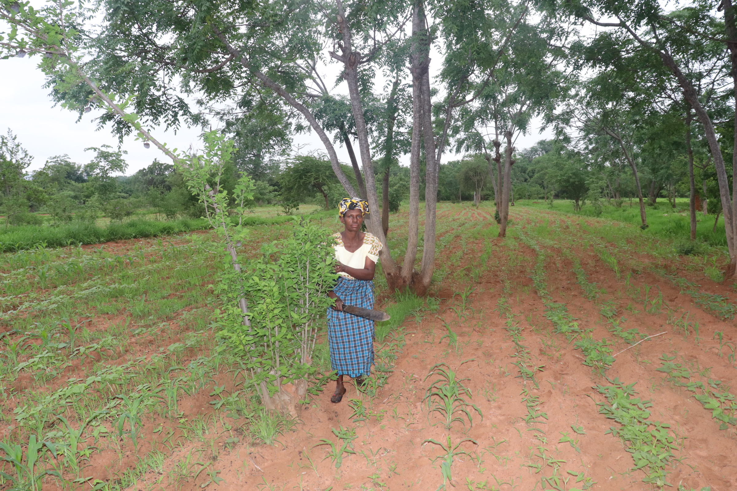 Agnes is pruning a tree in her farm