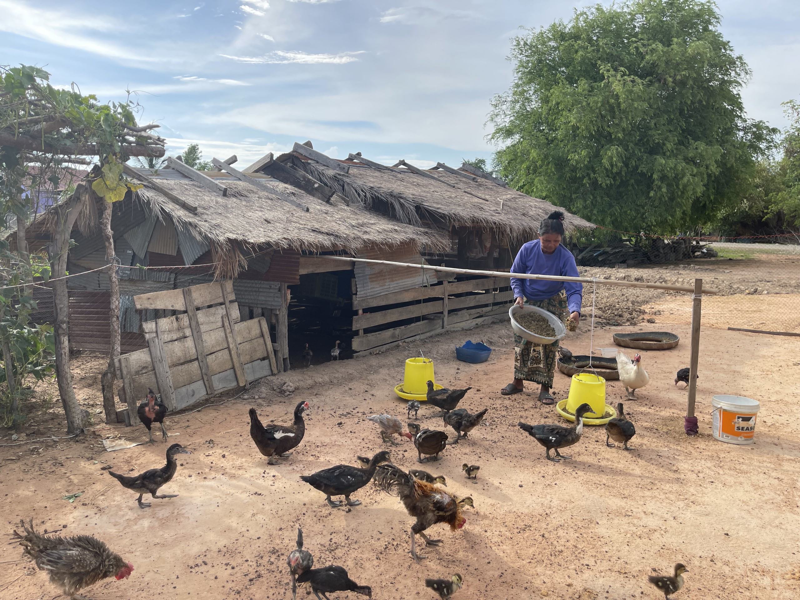 A Cambodian woman feeds her chickens